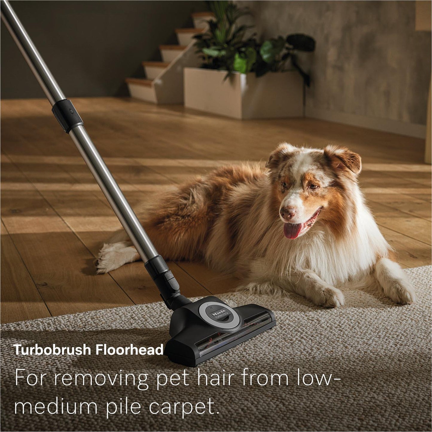 Miele Guard L1 Cat & Dog Bagged Vacuum Cleaner (Obsidian Black)