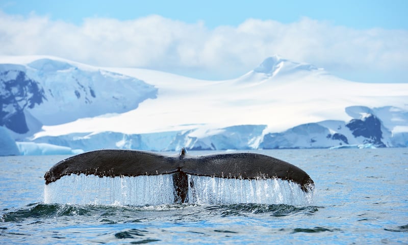 Luxury Antarctic Circle image 5