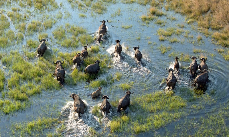 Botswana, Victoria Falls & Luxury Rail image 5