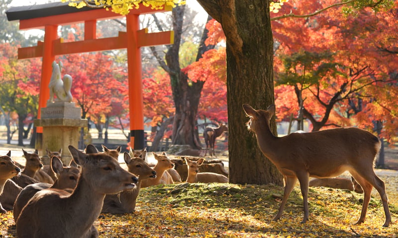 Best of Japan image 5