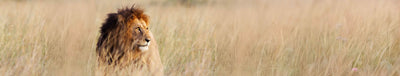 South Africa Tours, Holiday Packages and Travel Deals 2026 & 2027