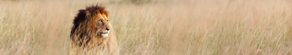 South Africa Tours, Holiday Packages and Travel Deals 2026 & 2027