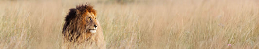 South Africa Tours, Holiday Packages and Travel Deals 2026 & 2027