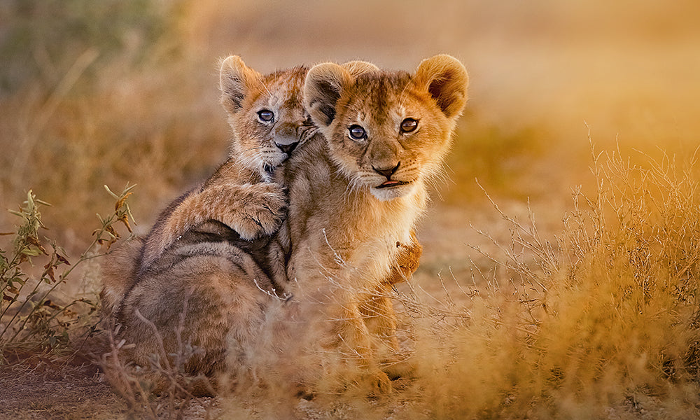 Lions on safari
