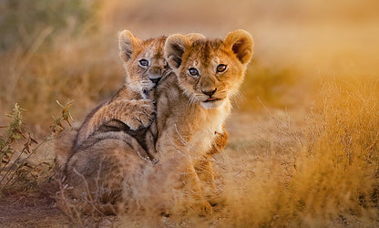 Lions on safari