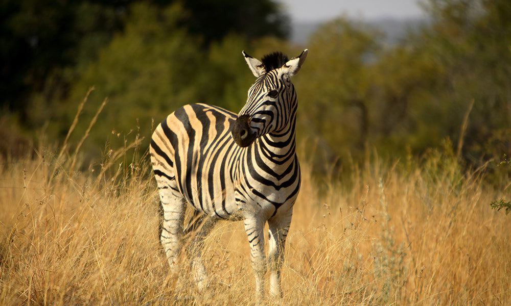 Zebra in Pilanesberg