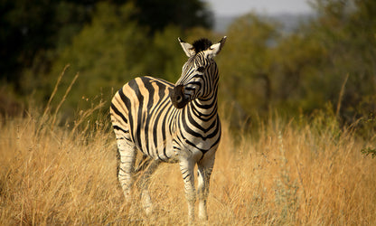 Zebra in Pilanesberg
